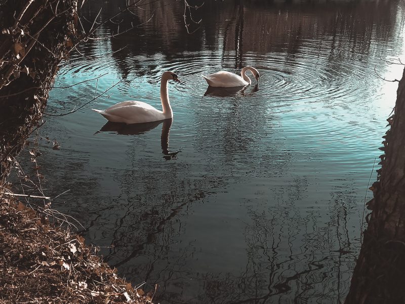 Jezero Črnava