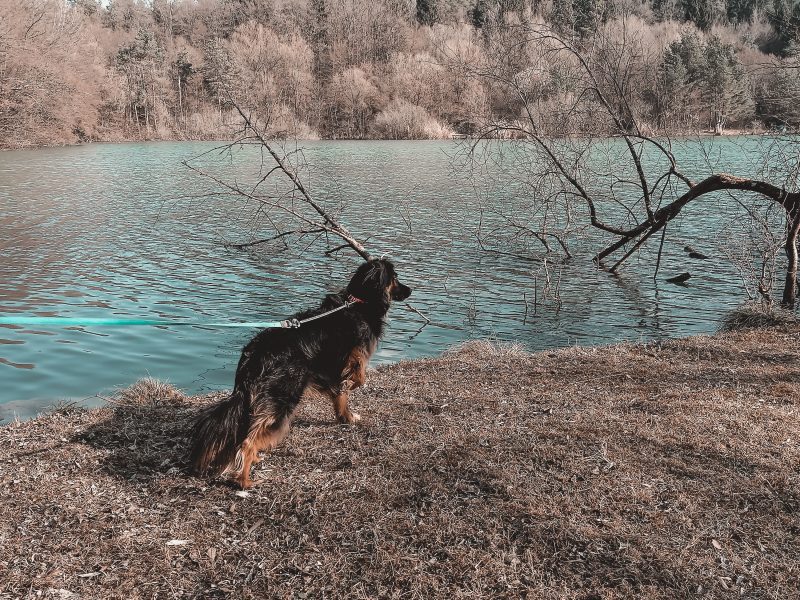 Jezero Pristava