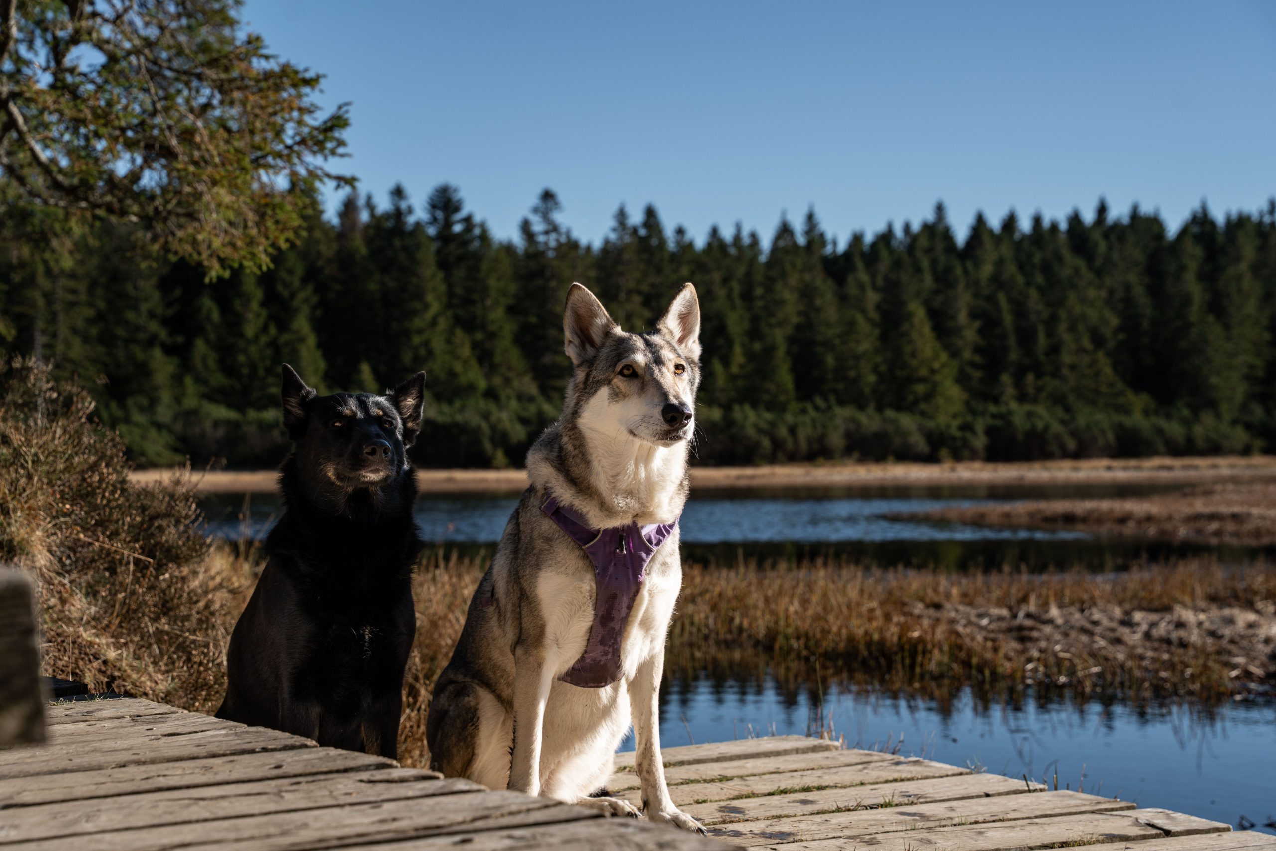 Črno jezero na Pohorju, Slovenska Bistrica