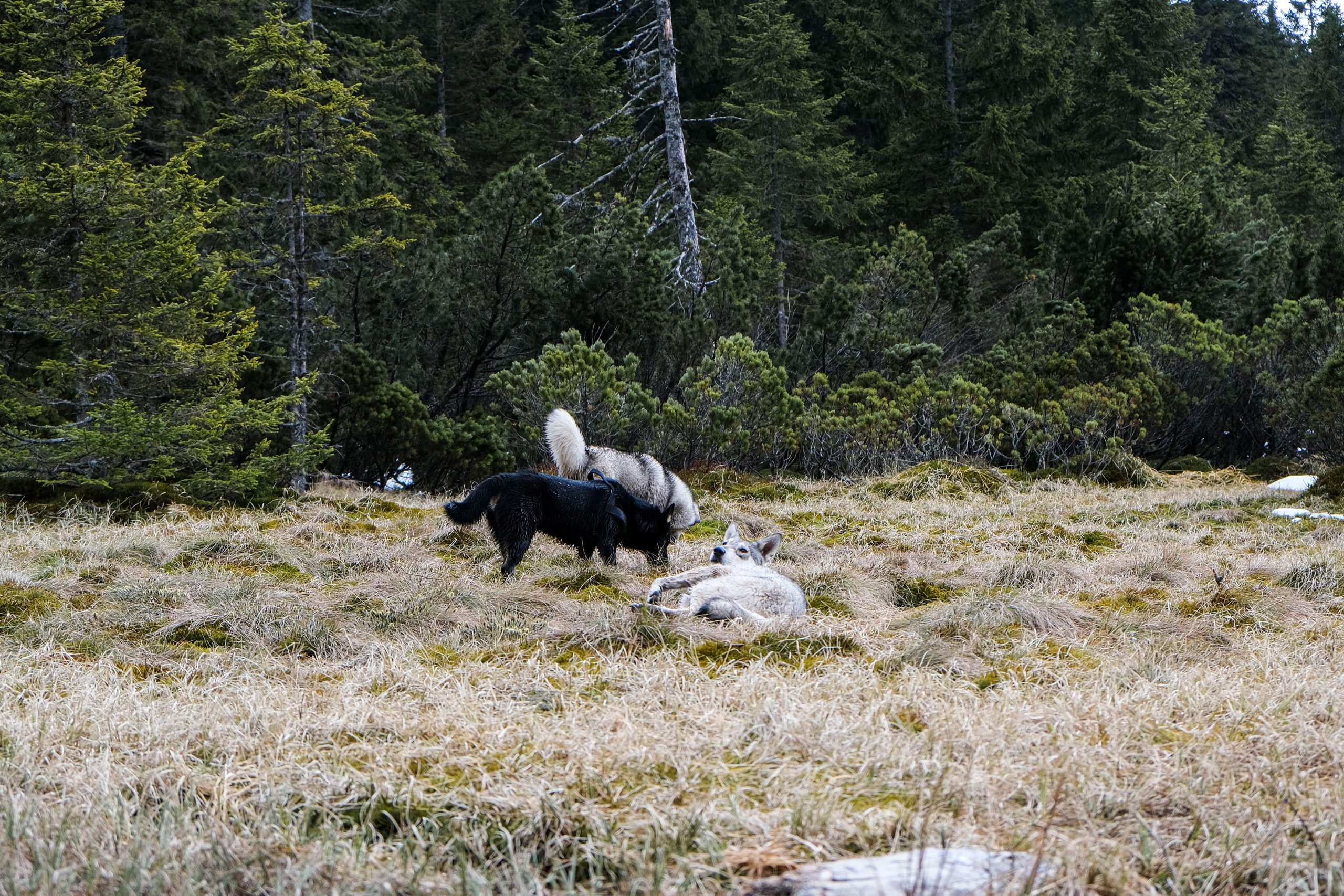 Črno jezero na Pohorju, Slovenska Bistrica