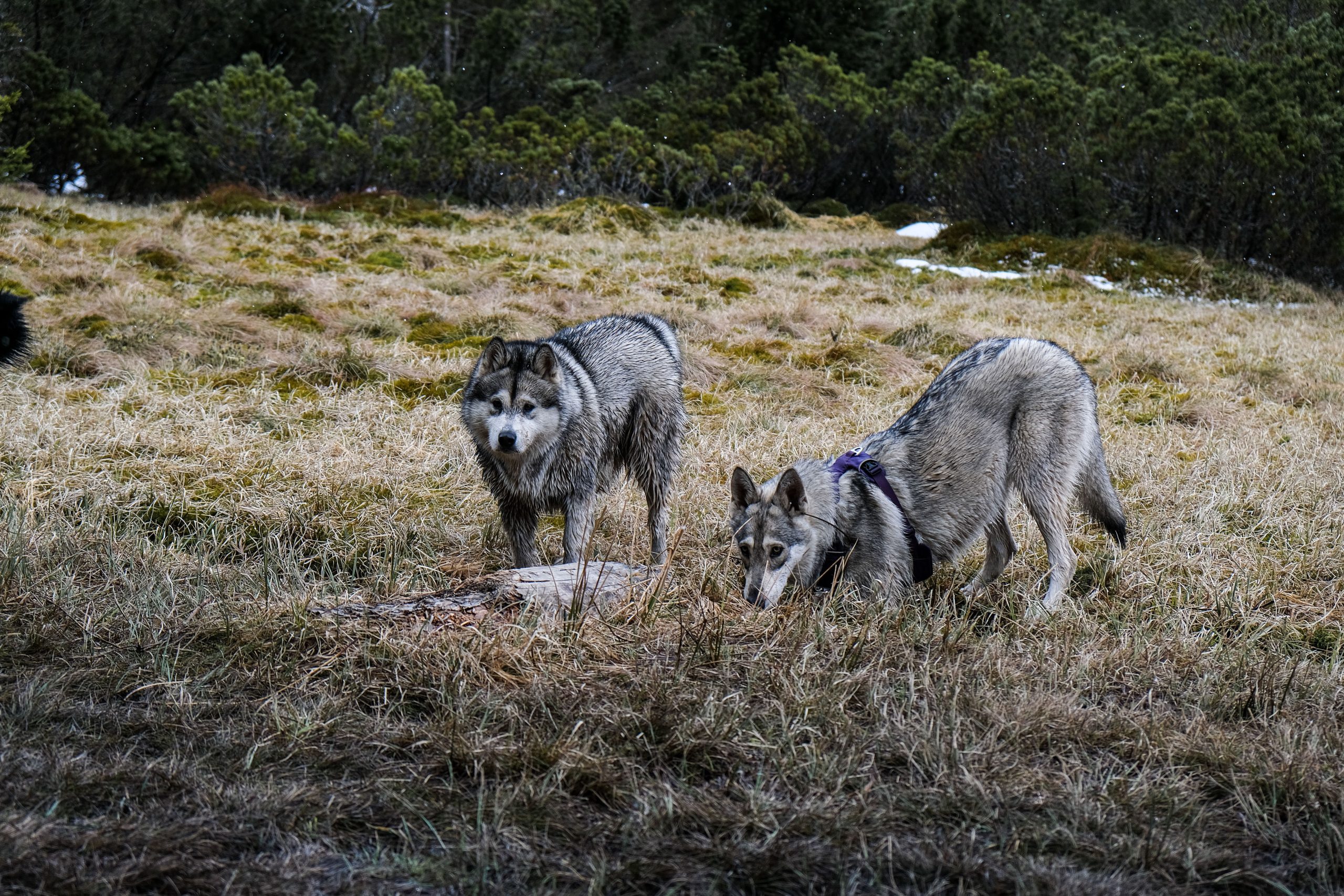 Črno jezero na Pohorju, Slovenska Bistrica