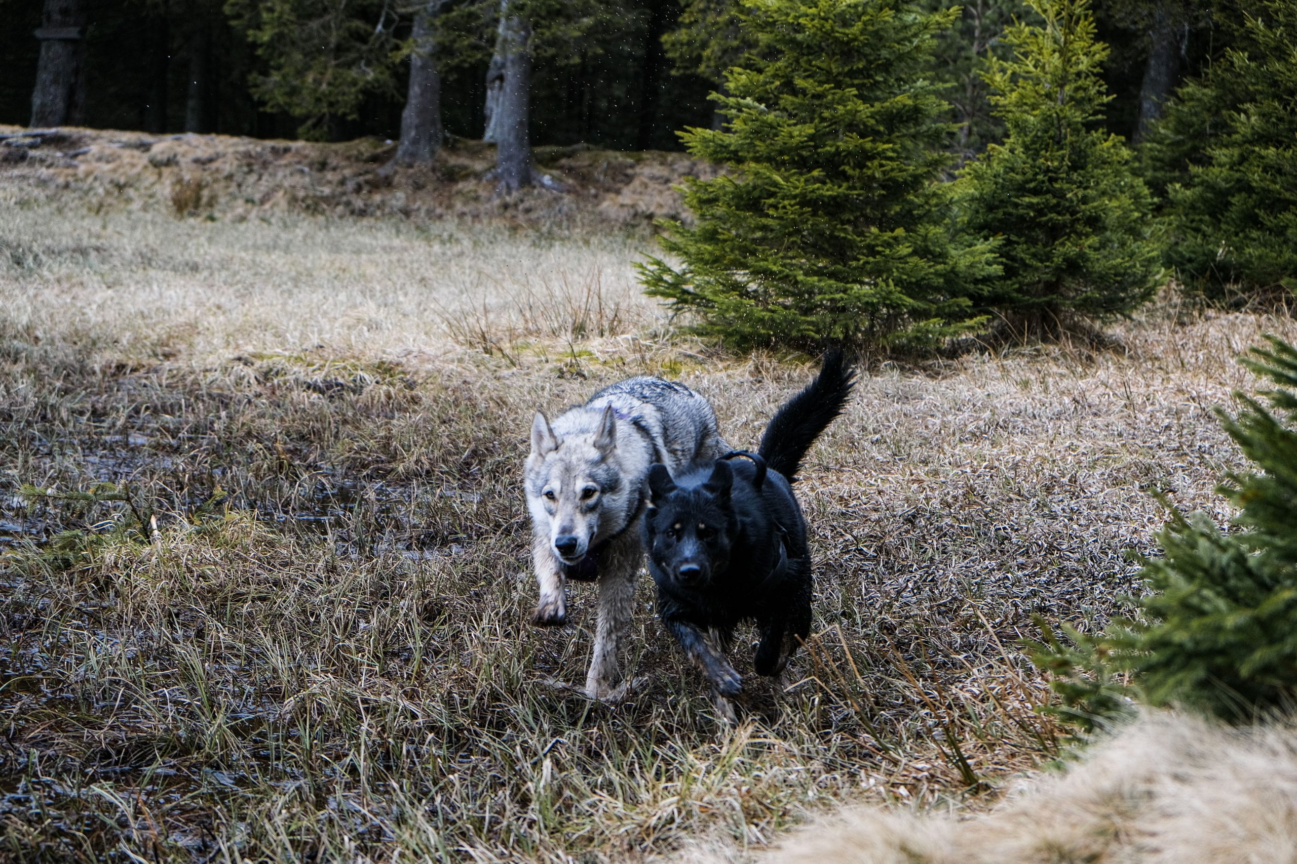 Črno jezero na Pohorju, Slovenska Bistrica