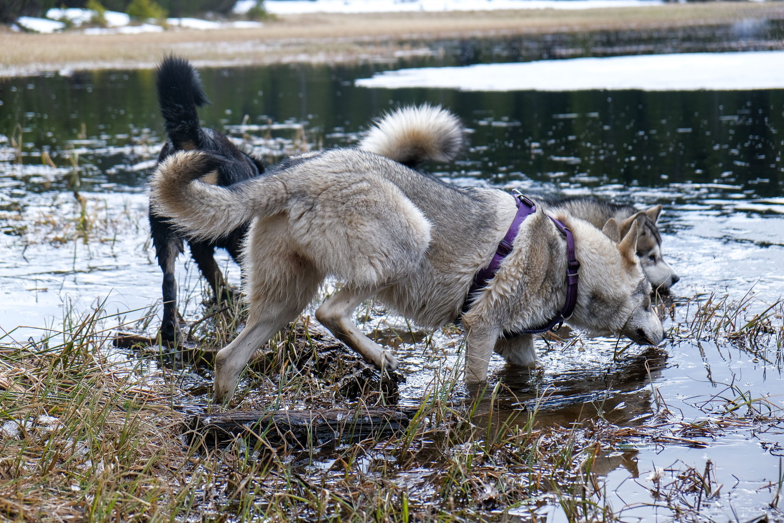 Črno jezero na Pohorju, Slovenska Bistrica