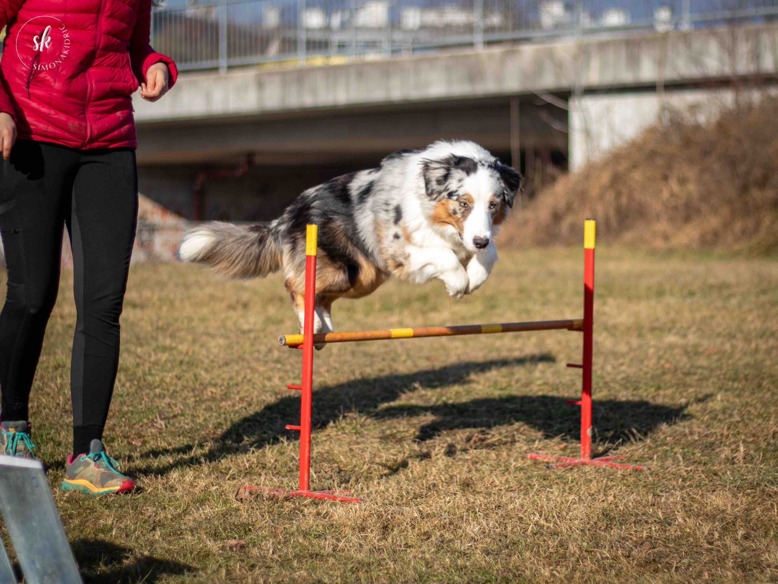 rally-obedience-pes-in-vodnica-1
