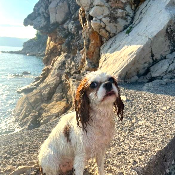 Pasja plaža Mikulova Kava, Kostrena, Hrvaška