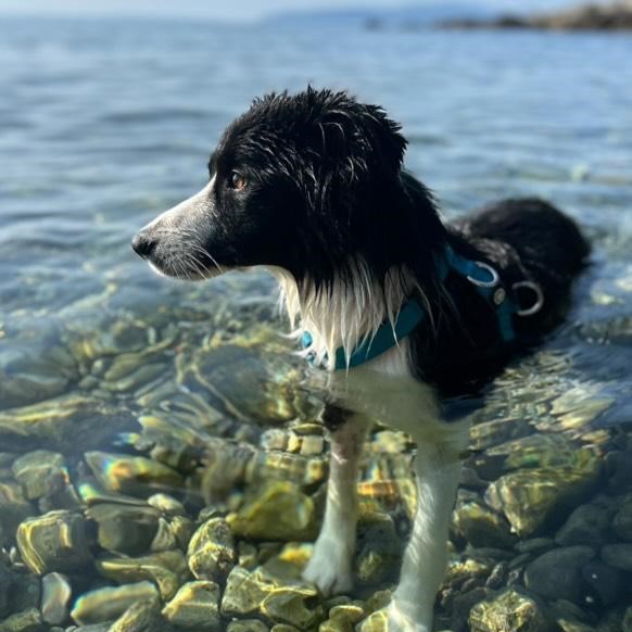 Pasja plaža Lovran, Hrvaška