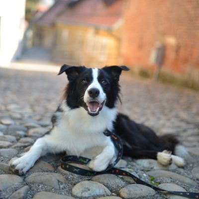 Bolt