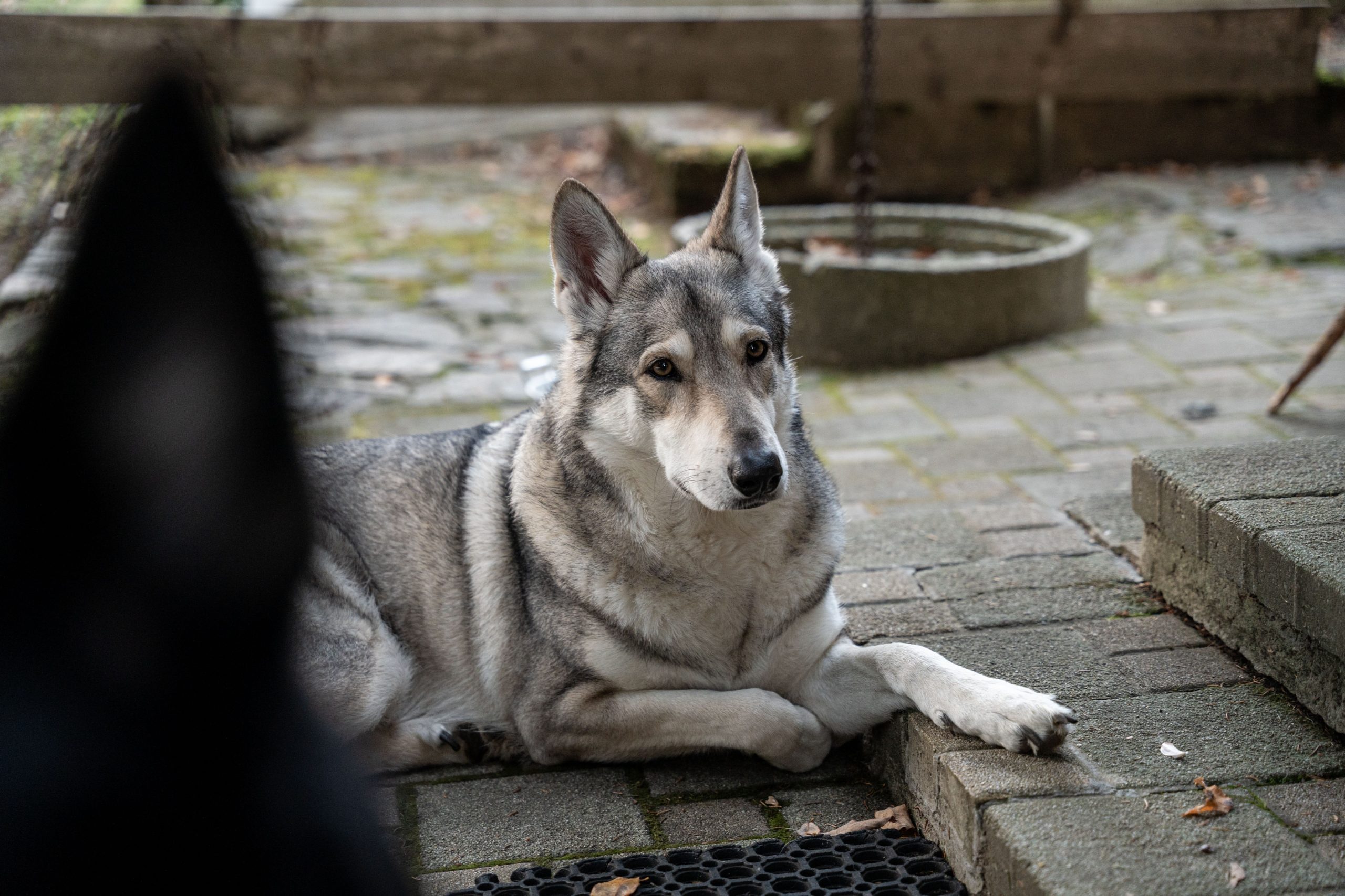 Trije Kralji na Pohorju