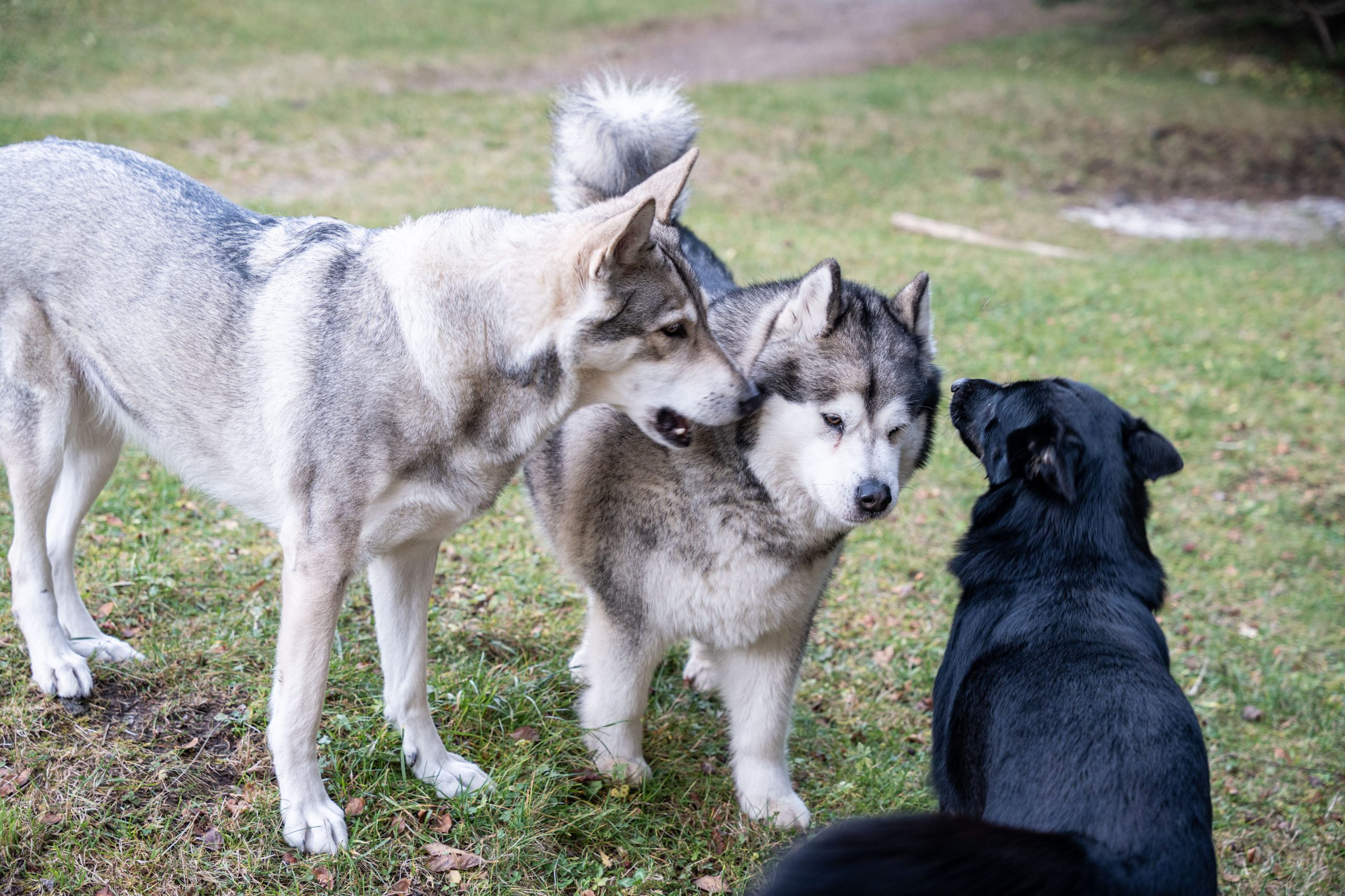 Trije Kralji na Pohorju