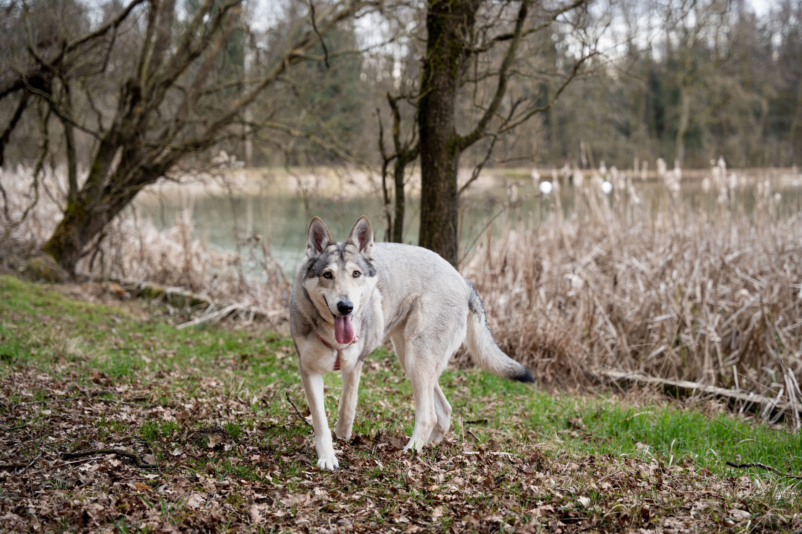 Rački ribniki (Rače)